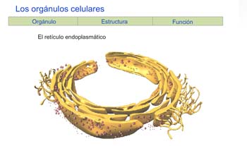 Biología y Geología. Educación Secundaria