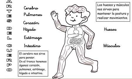 El cuerpo humano para niños