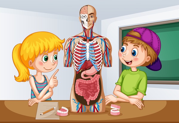 cuerpo humano bingo
