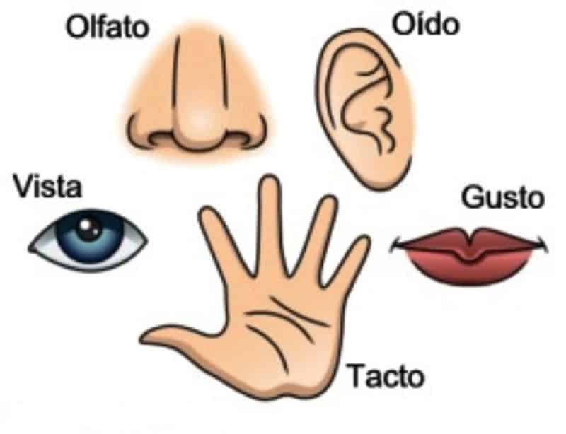 ¡A jugar con los cinco sentidos!