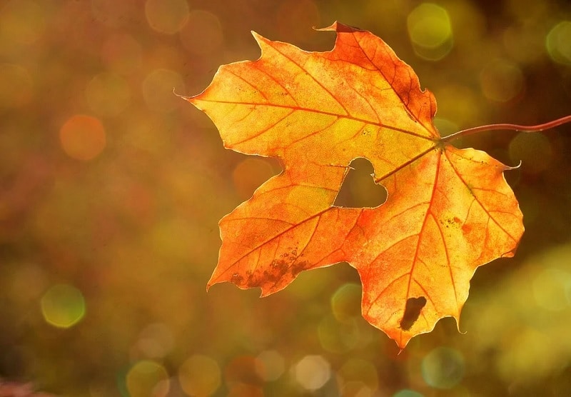 Ideas y juegos otoño
